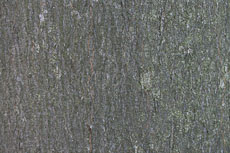 textures/library/2009_forest/S_S_IMG_0093.jpg
