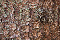 textures/library/2009_forest/S_S_IMG_0333.jpg
