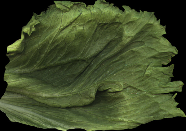 textures/library/organic/lettucecolor.jpg