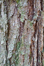 textures/library/2009_forest/S_S_IMG_0249.jpg