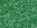 textures/library/nature/S_S_clover1.jpg
