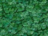 textures/library/nature/S_S_clover2.jpg