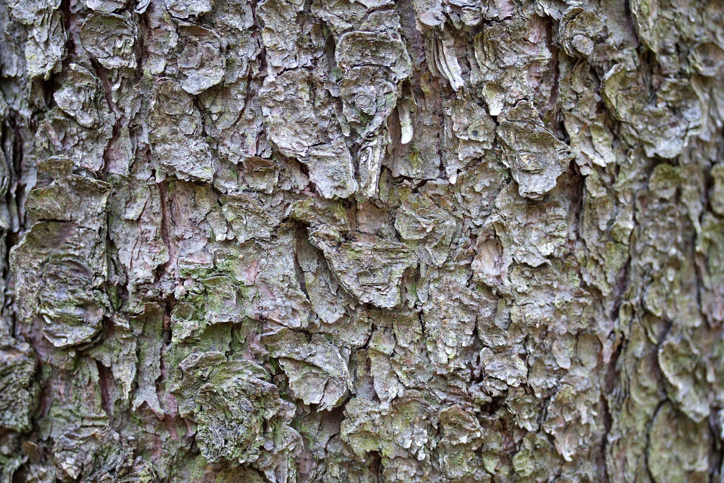 textures/library/2009_forest/IMG_0004.jpg