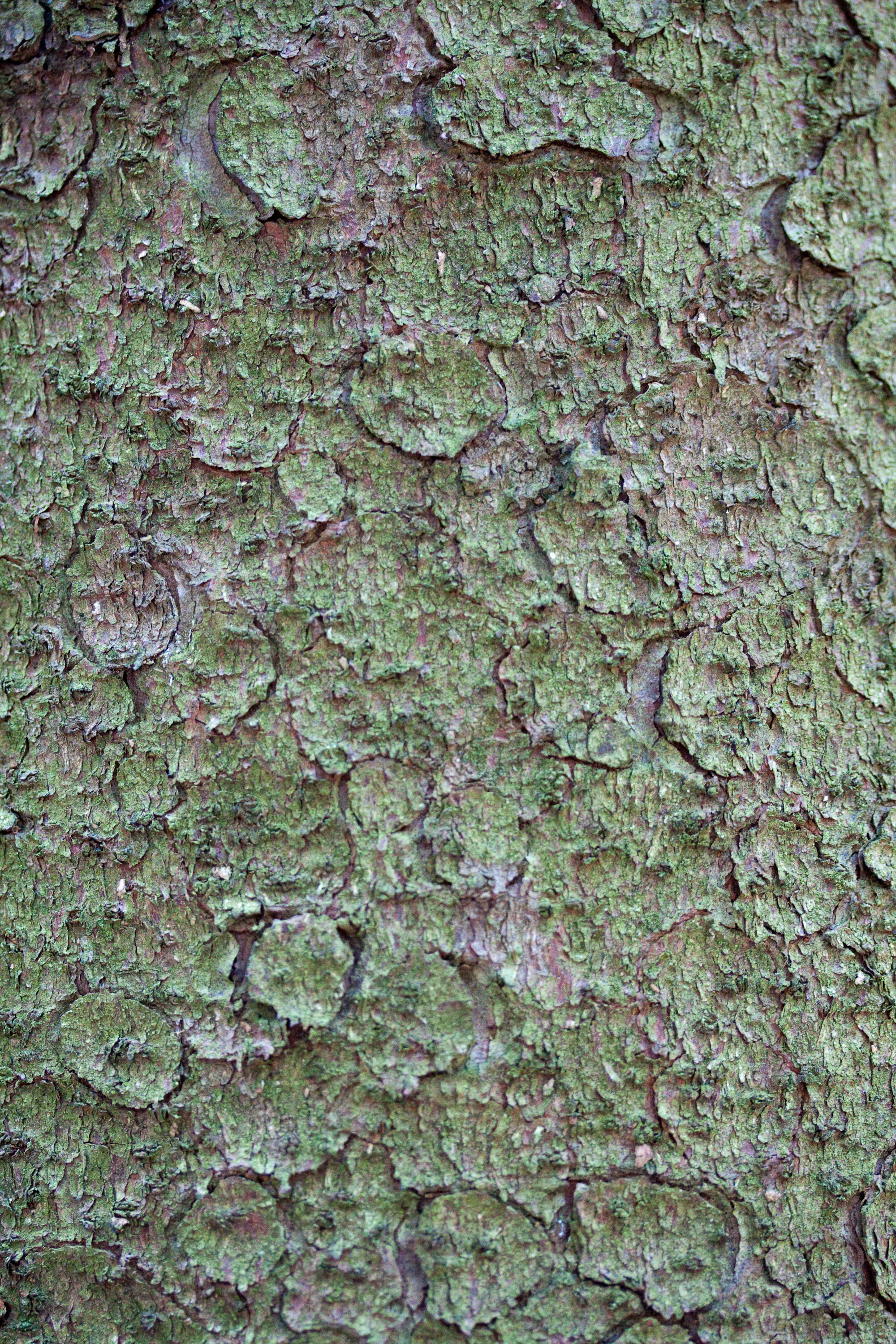 textures/library/2009_forest/IMG_0270.jpg