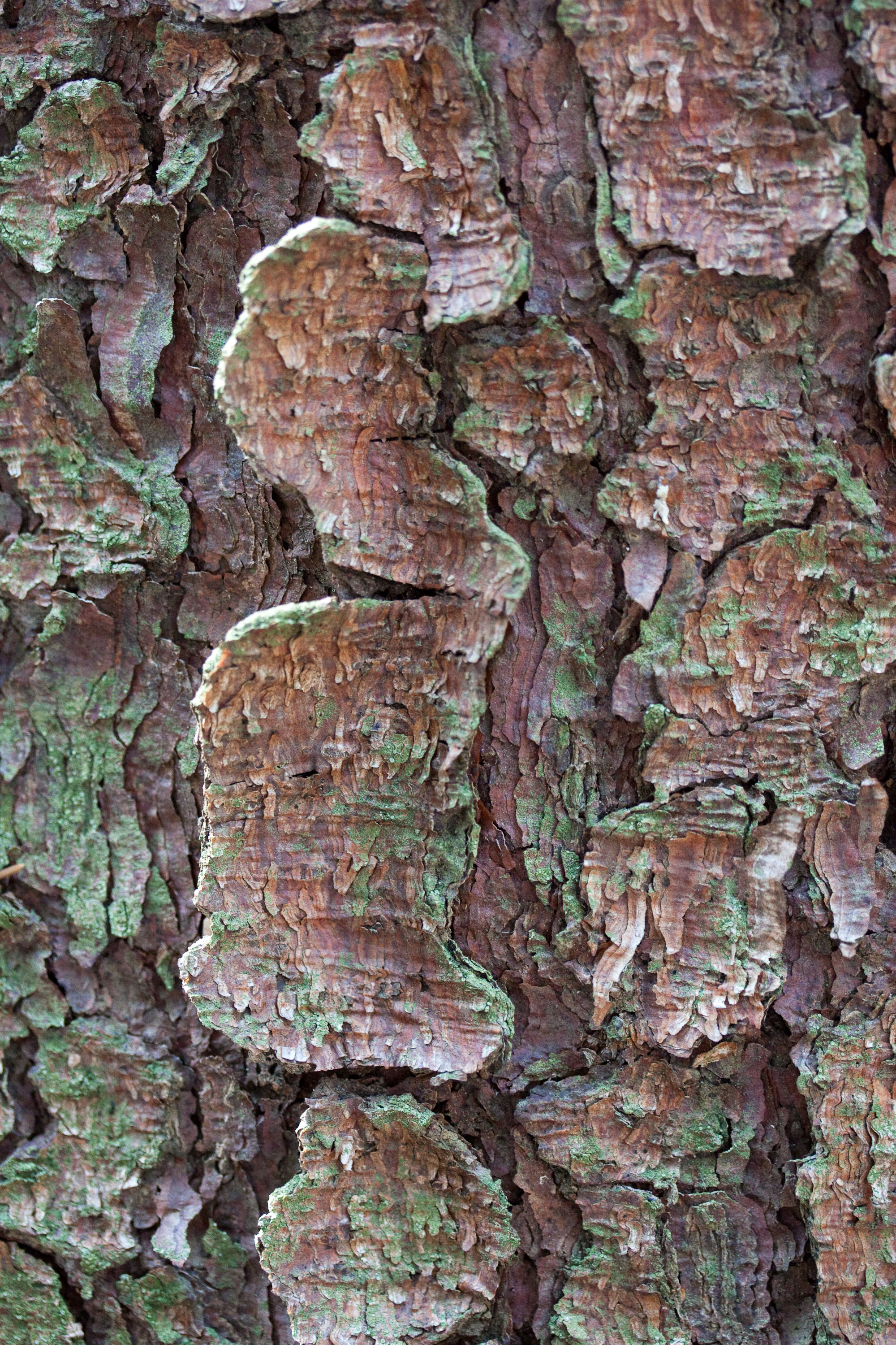 textures/library/2009_forest/IMG_0342.jpg