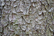 textures/library/2009_forest/S_S_IMG_0004.jpg
