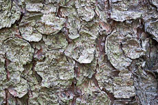 textures/library/2009_forest/S_S_IMG_0029.jpg