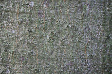 textures/library/2009_forest/S_S_IMG_0032.jpg