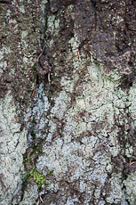 textures/library/2009_forest/S_S_IMG_0038.jpg