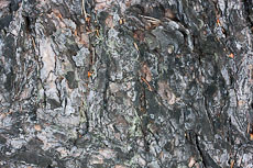 textures/library/2009_forest/S_S_IMG_0070.jpg