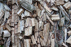 textures/library/2009_forest/S_S_IMG_0078.jpg