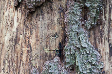 textures/library/2009_forest/S_S_IMG_0130.jpg
