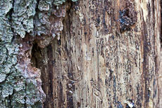 textures/library/2009_forest/S_S_IMG_0131.jpg