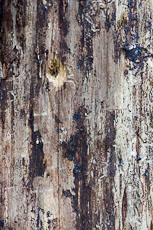 textures/library/2009_forest/S_S_IMG_0134.jpg