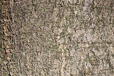 textures/library/2009_forest/S_S_IMG_0195.jpg