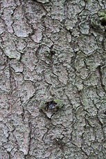 textures/library/2009_forest/S_S_IMG_0246.jpg