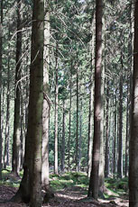 textures/library/2009_forest/S_S_IMG_0279.jpg