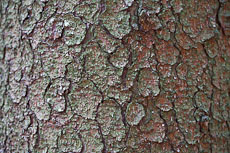 textures/library/2009_forest/S_S_IMG_0303.jpg