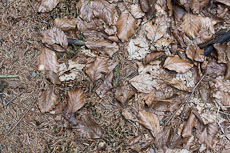 textures/library/2009_forest/S_S_IMG_0306.jpg