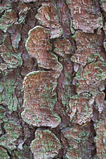 textures/library/2009_forest/S_S_IMG_0342.jpg