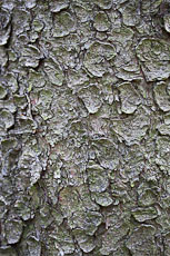 textures/library/2009_forest/S_S_IMG_9990.jpg