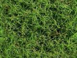 textures/library/organic/S_S_Grassy_t.jpg