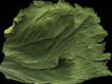 textures/library/organic/S_S_lettucecolor.jpg