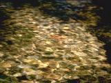 textures/library/water/S_S_IMG0062.jpg